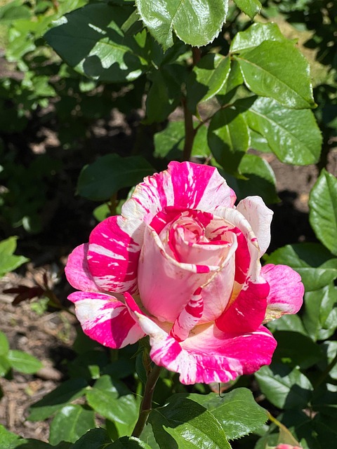 Free Pink And White Rose photo and picture