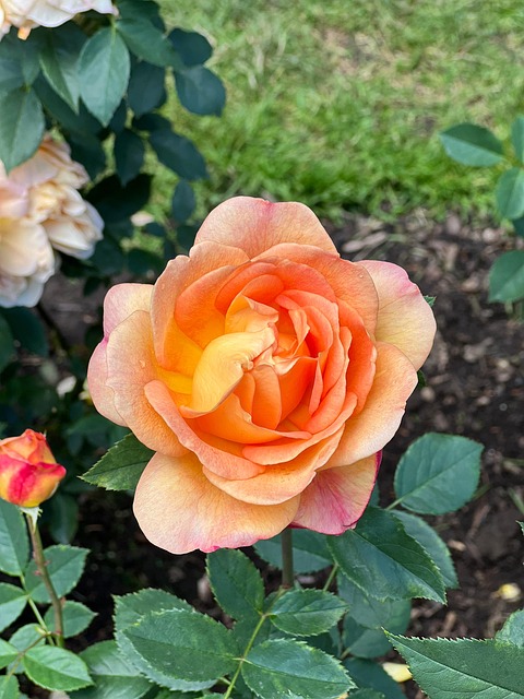 Free Rose Flower photo and picture