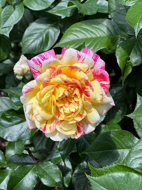 Free Rose Flower photo and picture