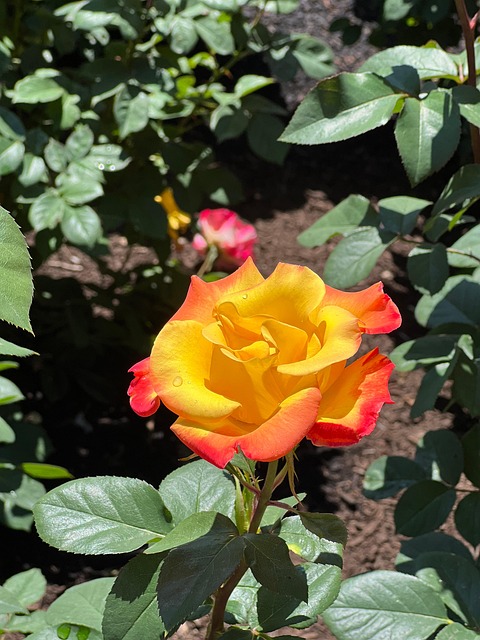 Free Rose Yellow photo and picture