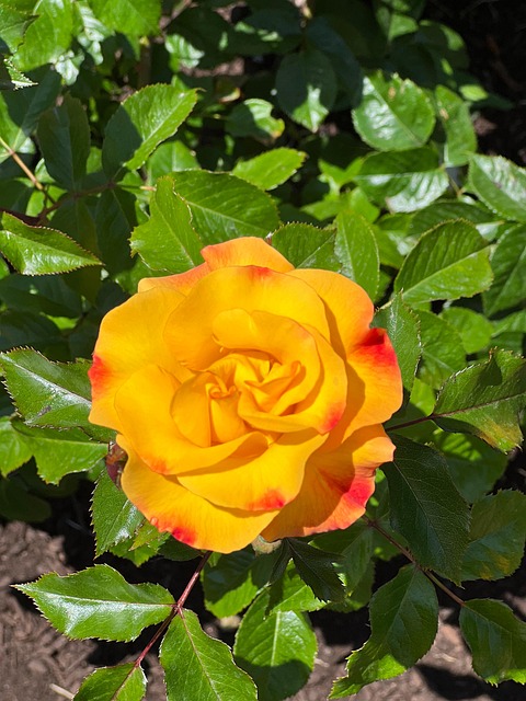 Free Rose Blossom photo and picture
