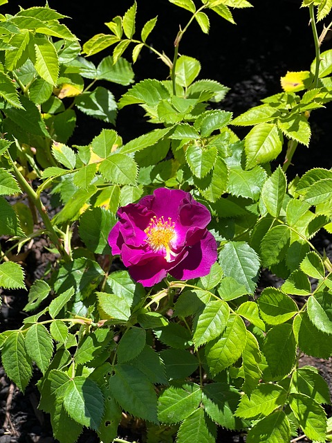 Free Royal Rose Purple photo and picture