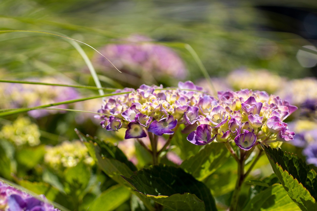 Hydrangea Flowers Buds Free photo on Pixabay Pixabay