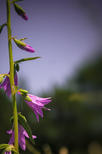 Flor, Natureza, Floresta, Prado
