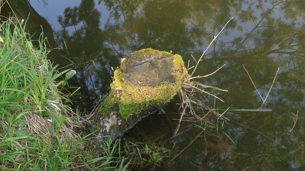 Free Stump Tree photo and picture