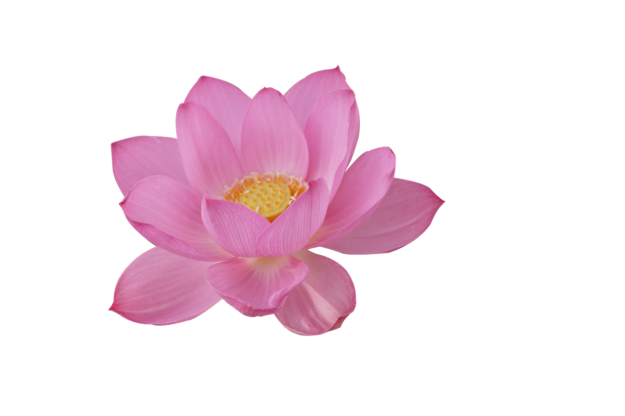 fleurs-de-lotus-fleur-photo-gratuite-sur-pixabay-pixabay