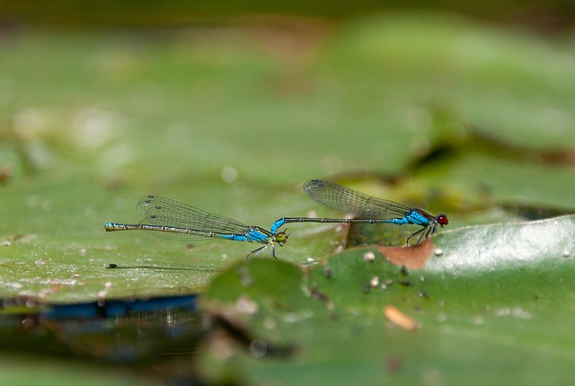 Free Dragonflies Pairing photo and picture