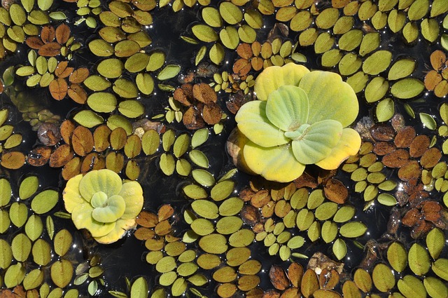 Free Aquatic Plants Water photo and picture
