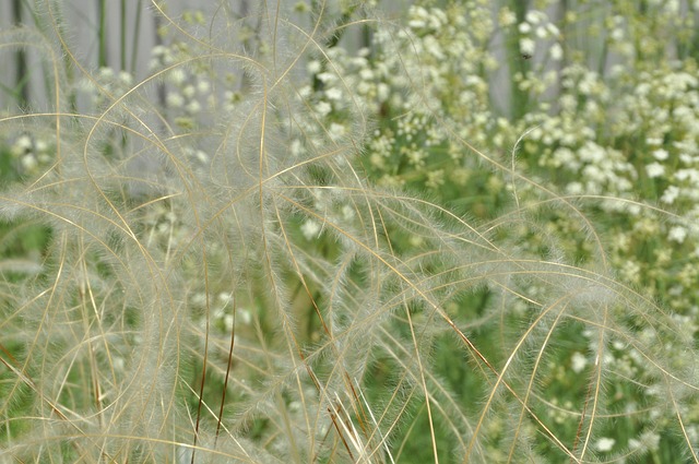 Free Background Botany photo and picture
