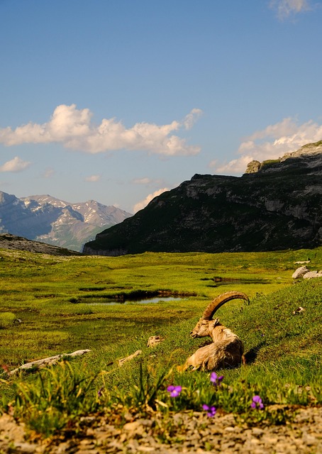 Steinbock, Alpen, Berg, Landschaft