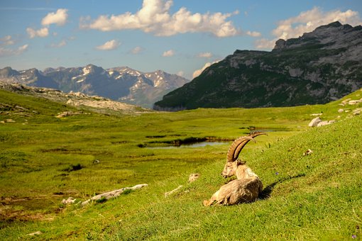 Steinbock, Alpen, Landschaft, Wandern