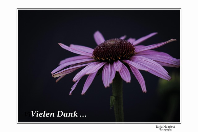 Vielen Dank Karte Blume - Free photo on Pixabay - Pixabay