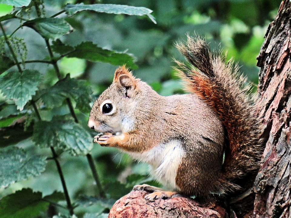 Download Animal Squirrel Rodent Royalty Free Stock Illustration Image