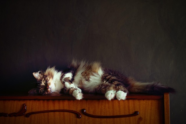 Animal, Gato, Mamífero, Felino