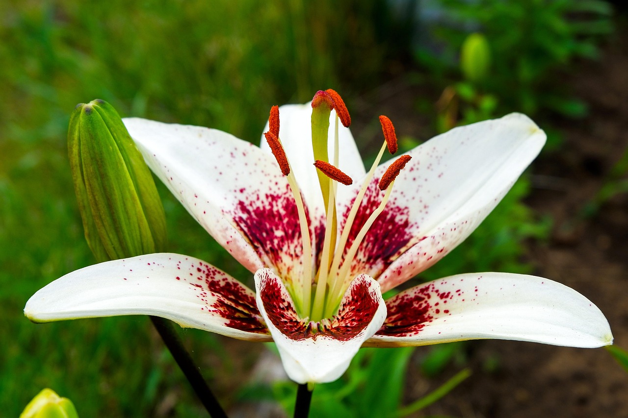 Lily Flower Nature Free Photo On Pixabay Lily Flower Nature Free Photo On Pixabay