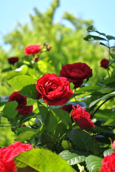 Nature Forest Rose - Free photo on Pixabay - Pixabay