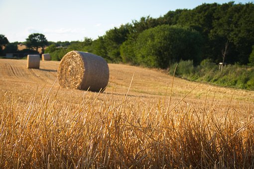 Free Harvest Straw photo and picture