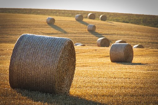 Free Harvest Straw Bales photo and picture