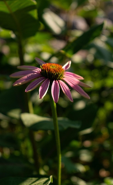 Free Flower Nature photo and picture