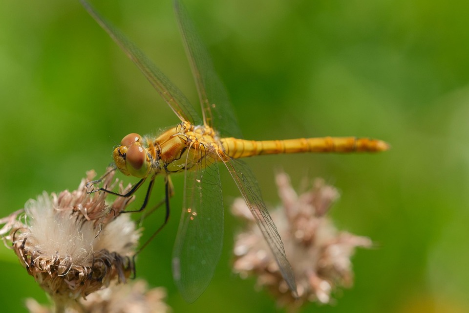 Dragonfly Insect Macro - Free photo on Pixabay - Pixabay