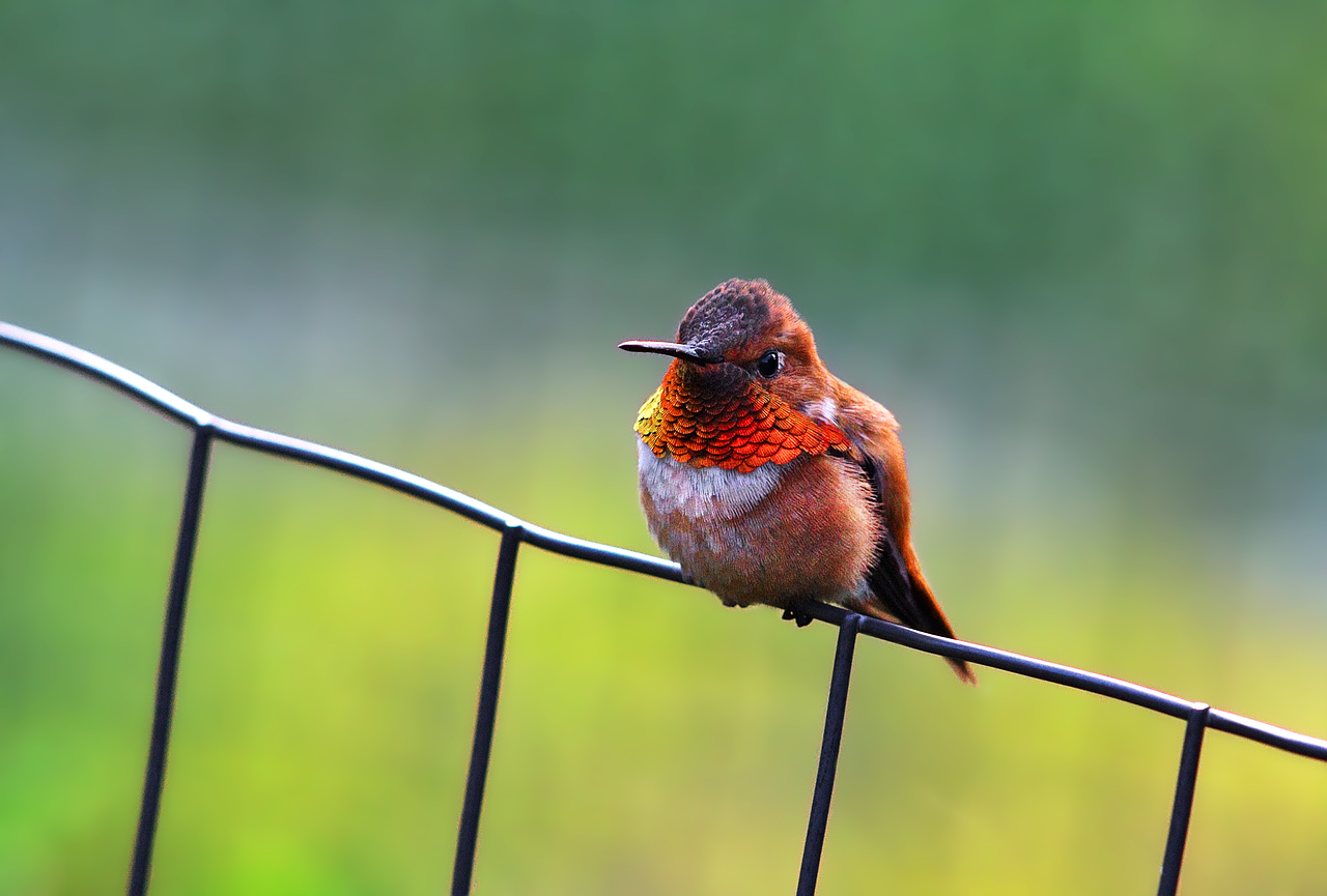 Rufous Hummingbird Bird Avian Free photo on Pixabay Pixabay