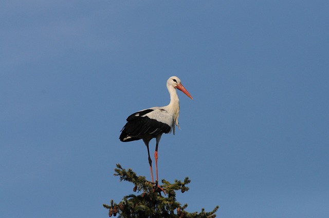 Free Nature Stork photo and picture