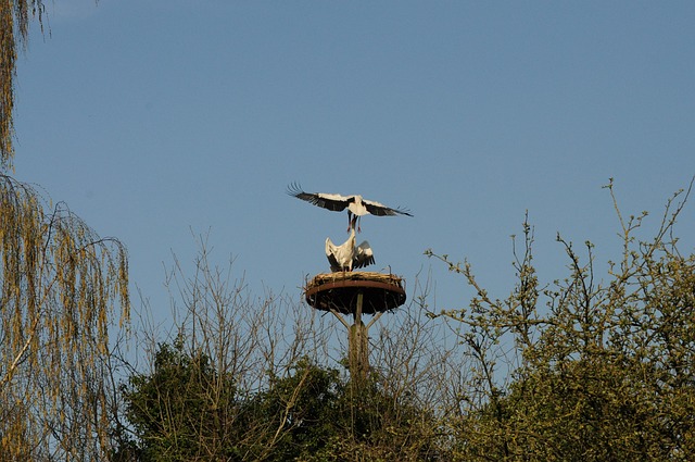 Free Stork Bird Watching photo and picture