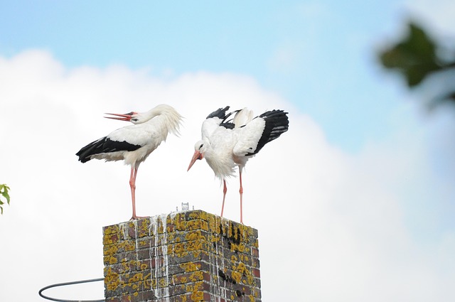 Free Stork Nature photo and picture