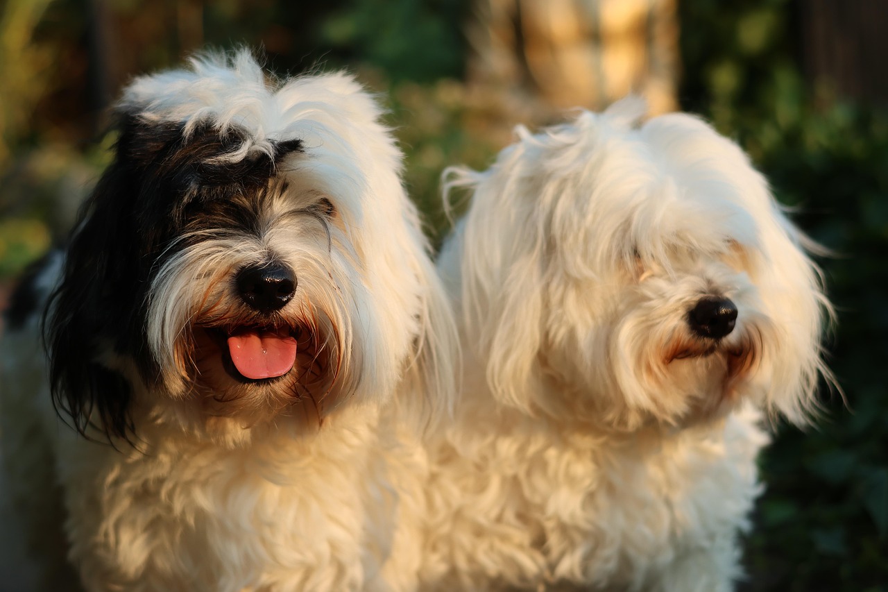 Köpekler Coton De Tulear Yavru Pixabay'de ücretsiz fotoğraf Pixabay