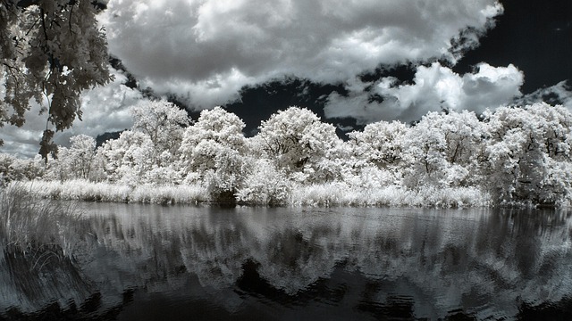 Free Trees Lake photo and picture