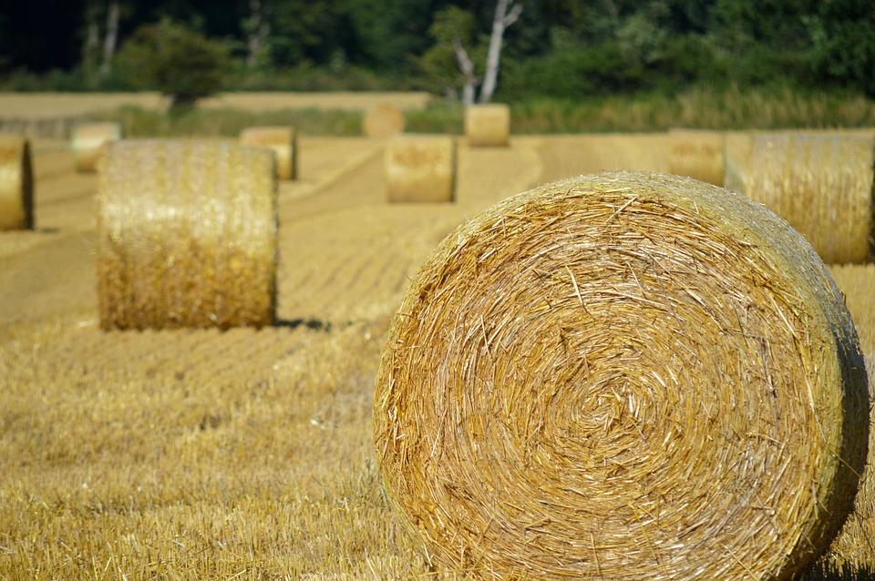 Straw Bales Hay Agriculture Free photo on Pixabay Pixabay