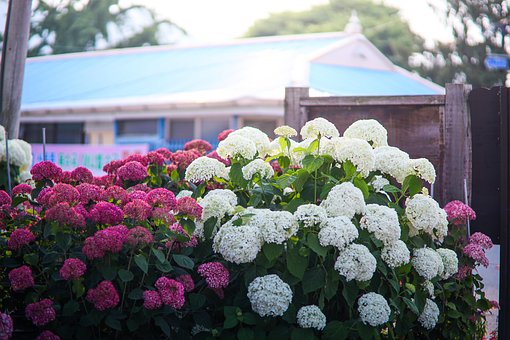 Free Hydrangea Flower Background photo and picture