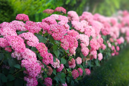Free French Hydrangea Hydrangea photo and picture