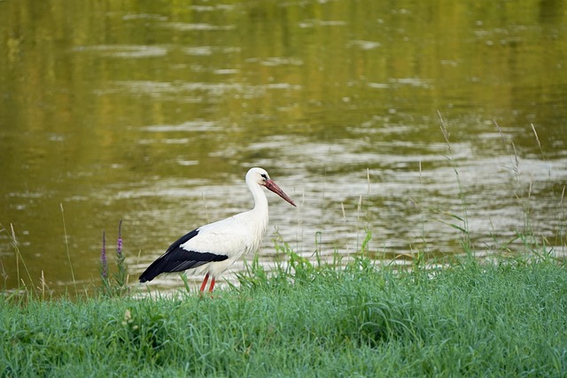 Weißer Storch, Storch, Vogel, Tier