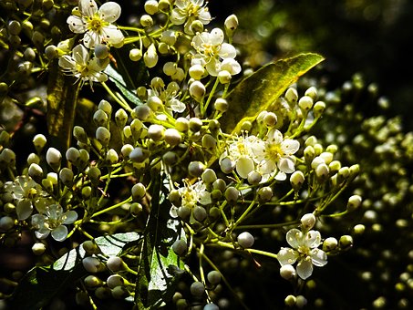Free Flowers Blooming photo and picture