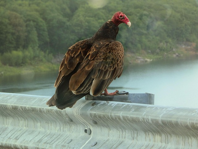 Free Vulture Turkey Vulture photo and picture
