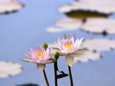 Lotusblumen Auf Dem Wasser, Lotusblumen