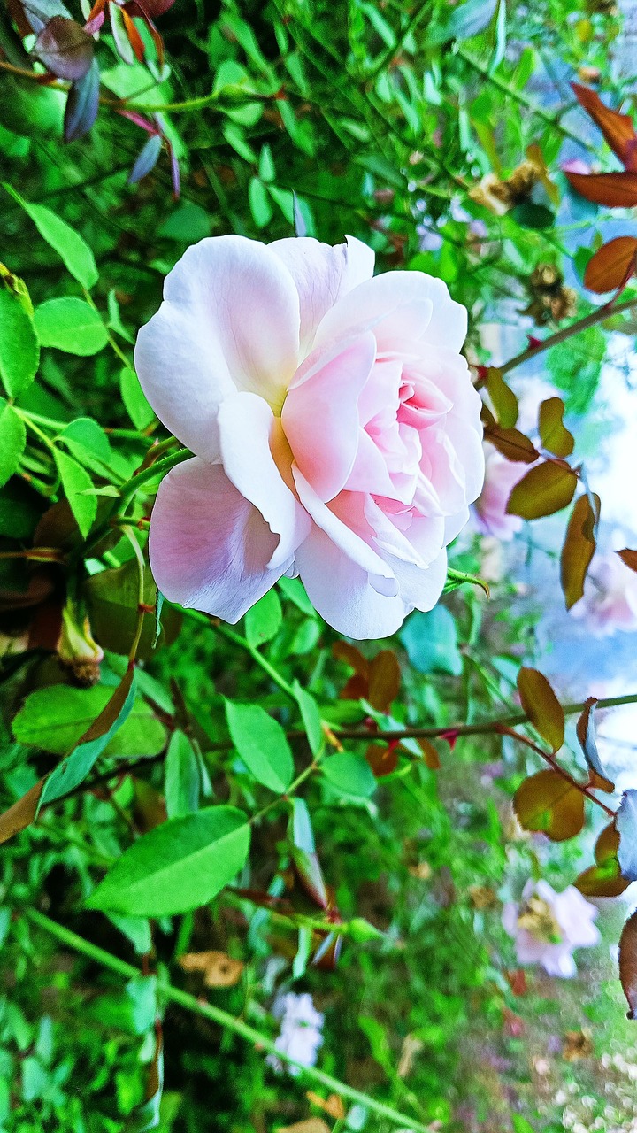 Pink Roses Forest Rose Pink Forest - Free photo on Pixabay - Pixabay