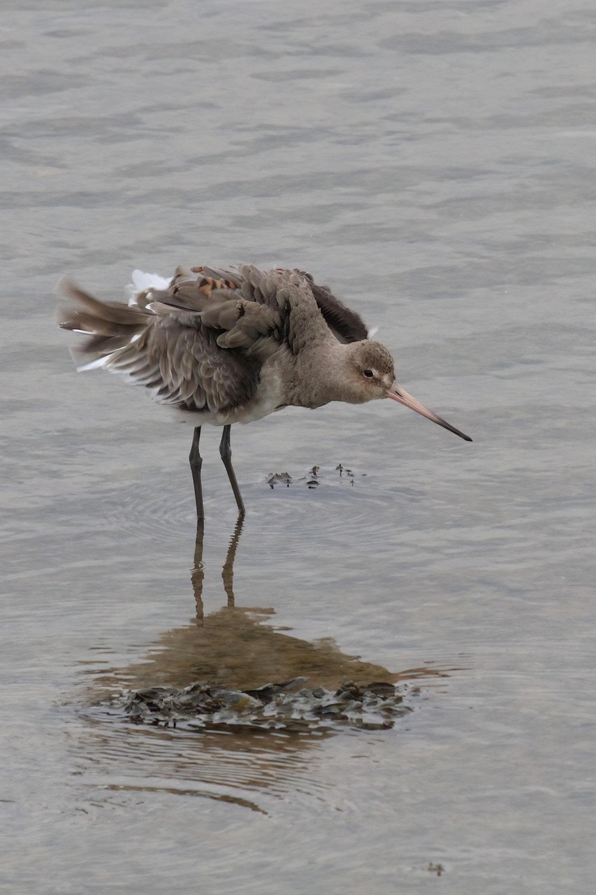 Godwit Black-Tailed Wader - Free photo on Pixabay