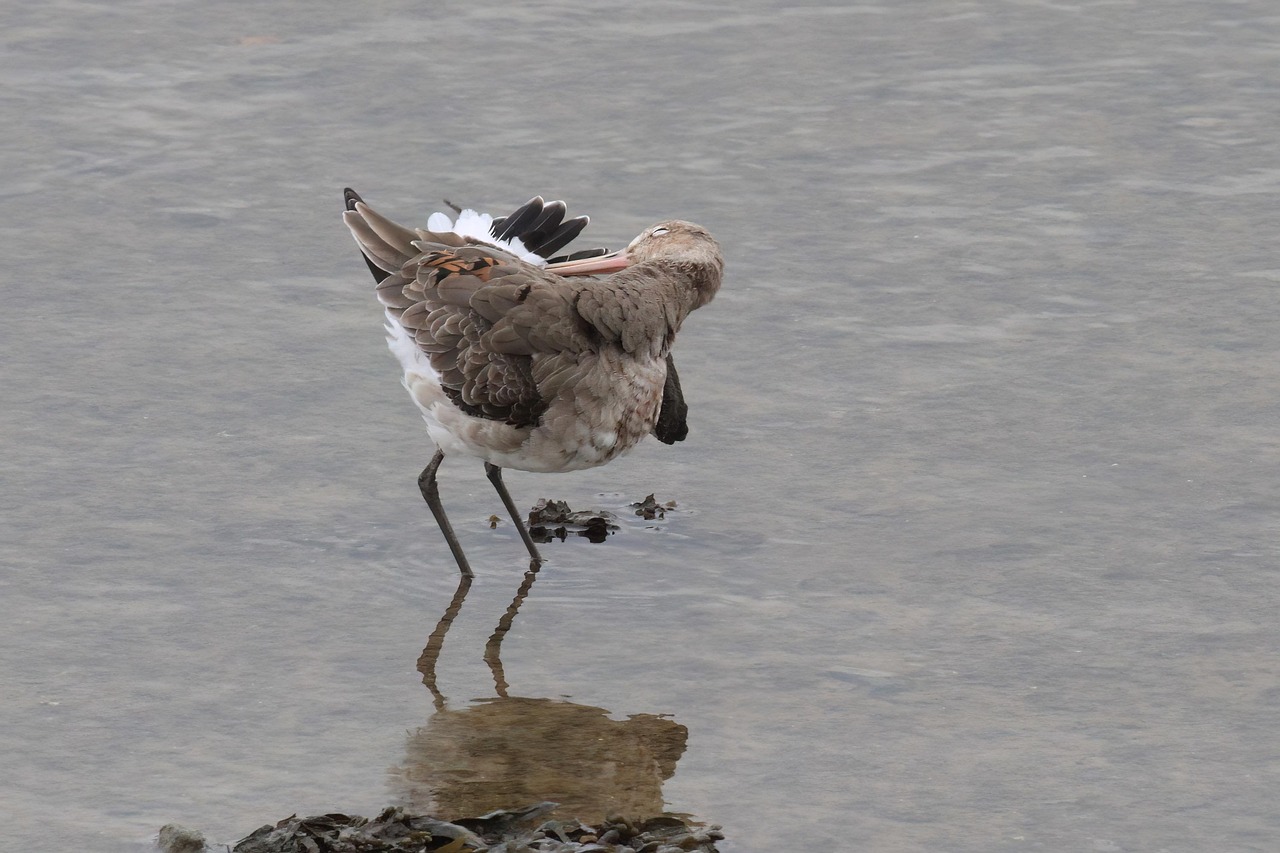 Godwit Black-Tailed Wader - Free photo on Pixabay