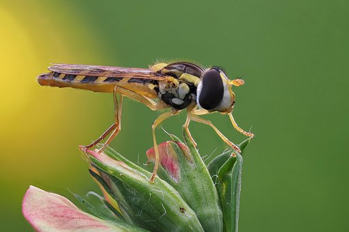 Schwebefliege, Syrphidae, Insekt