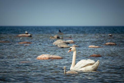 Cisnes, Mar, Estonia, Kopli, Tallin