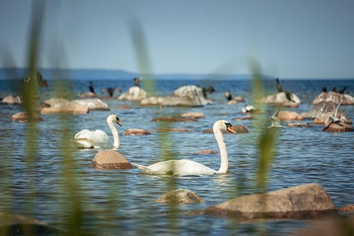 Free Swans Sea photo and picture