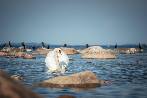 Free Swans Sea photo and picture