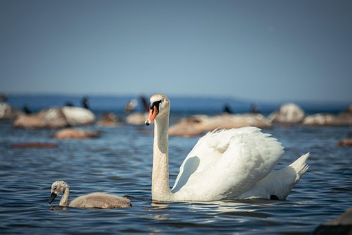 Free Swans Sea photo and picture