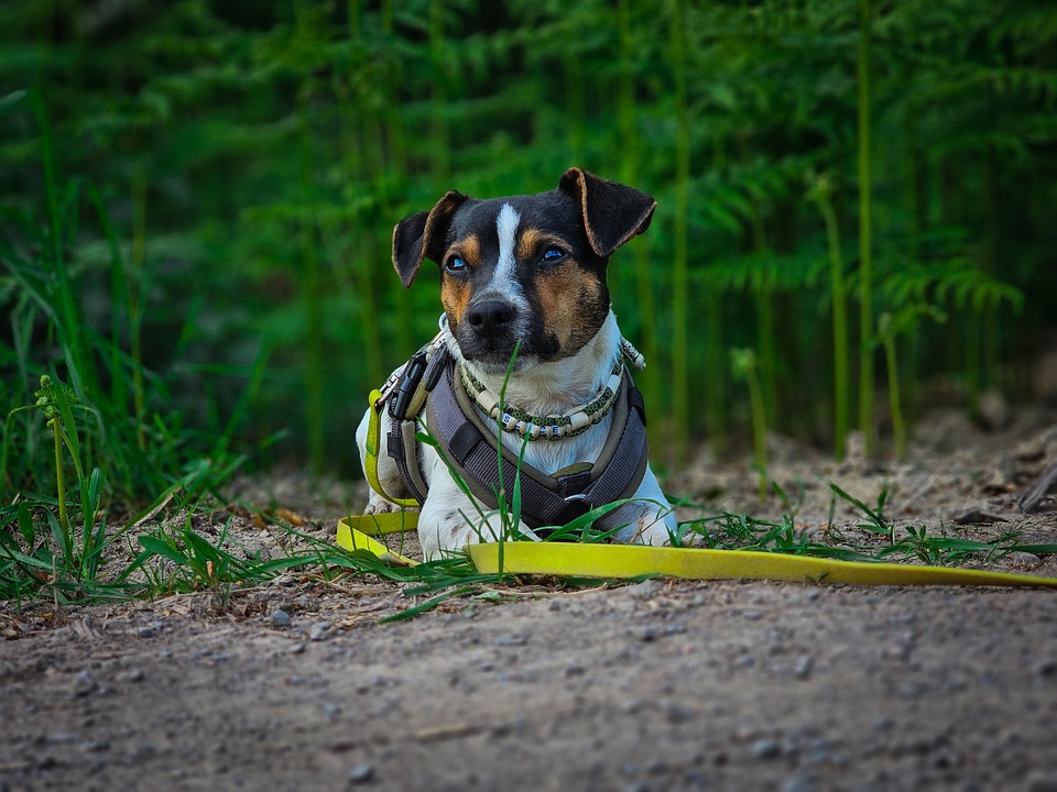 cute-dog-jackrussel-free-photo-on-pixabay-pixabay