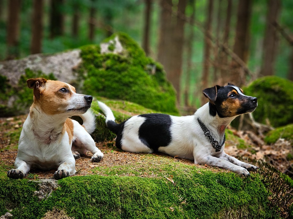 dog-brothers-jackrussel-free-photo-on-pixabay-pixabay