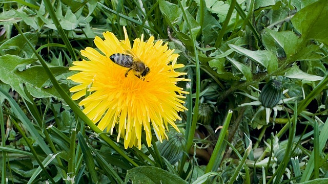 Free Dandelion Bee photo and picture