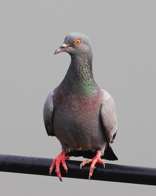 Rotsduif, Vogel, Duif, Ornithologie