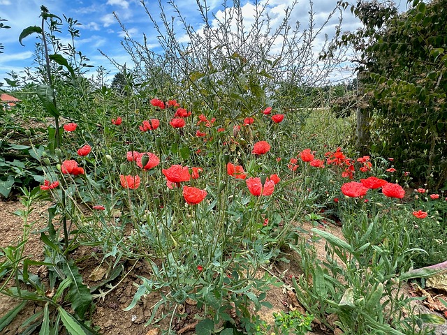 Free Poppy Flower Meadow photo and picture